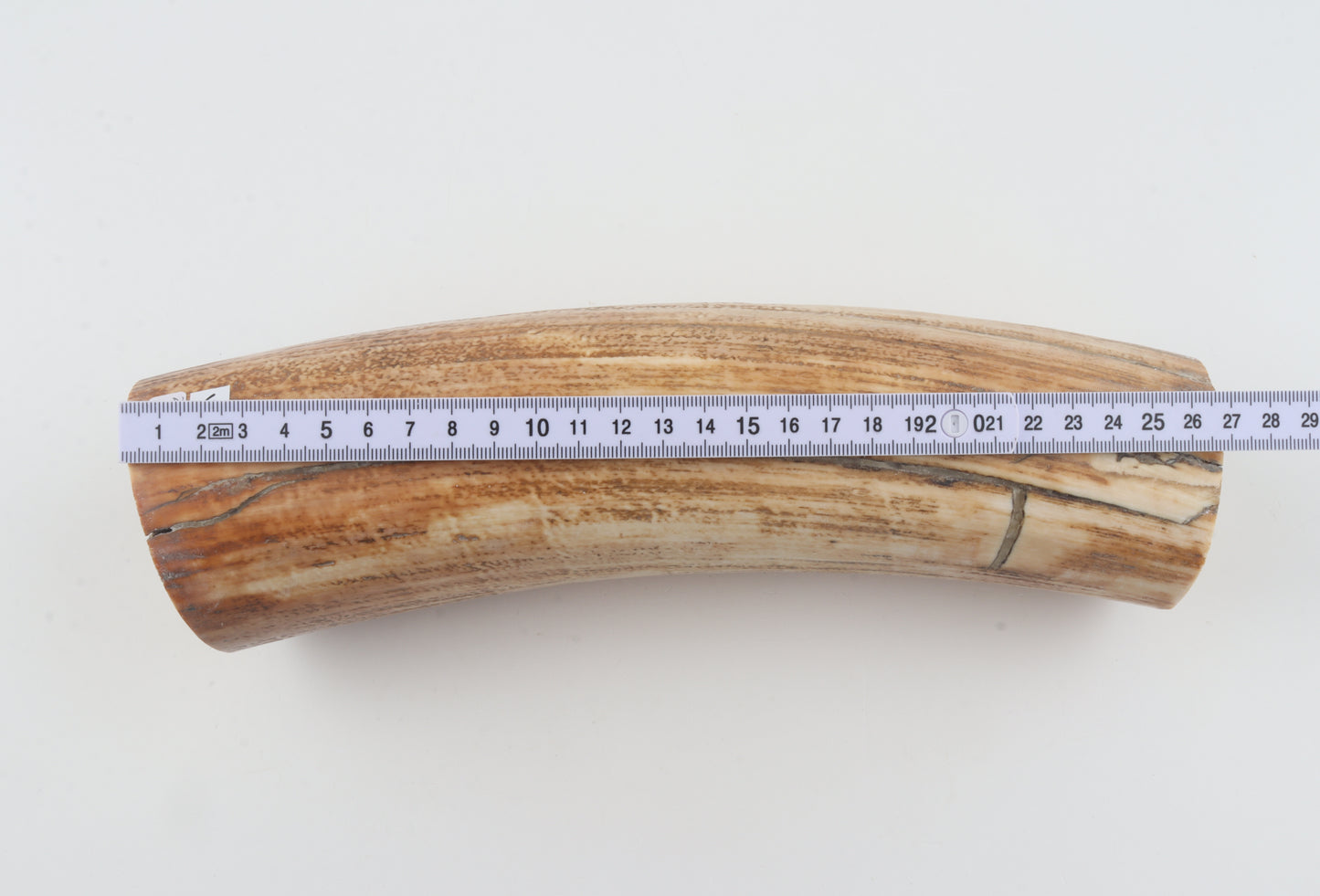 Round woolly mammoth tusk piece