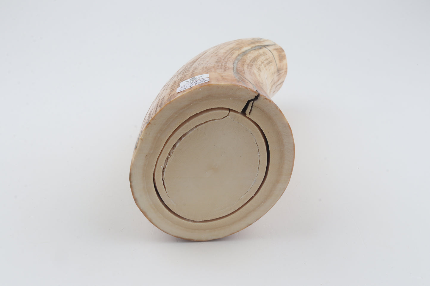 Round woolly mammoth tusk piece