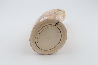 Round woolly mammoth tusk piece