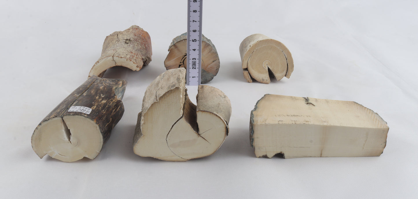 Raw mammoth ivory pieces