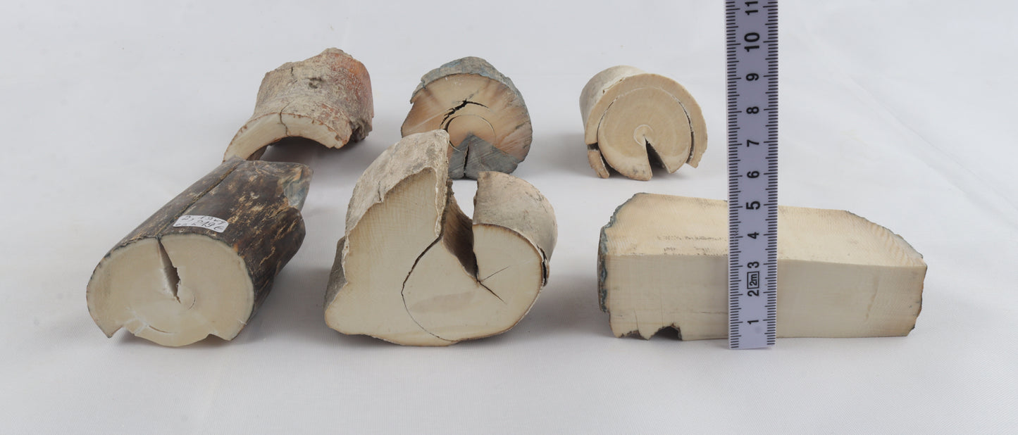 Raw mammoth ivory pieces
