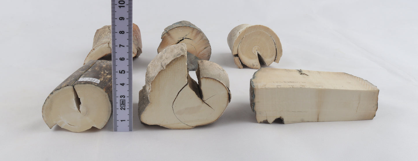 Raw mammoth ivory pieces