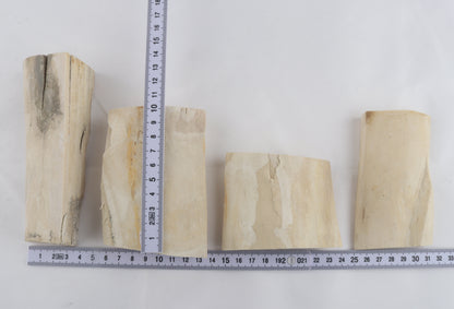 Raw white mammoth ivory pieces