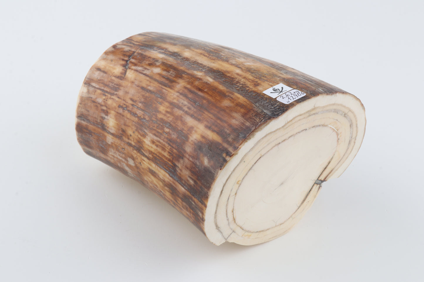 Round natural mammoth tusk piece