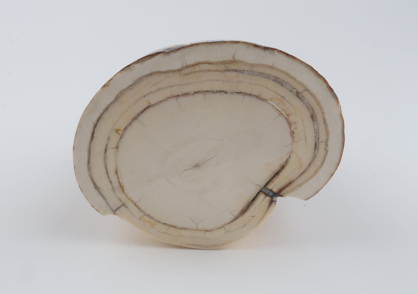 Round natural mammoth tusk piece