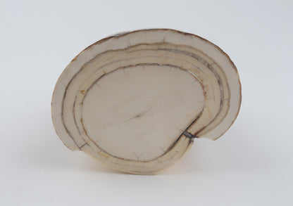 Round natural mammoth tusk piece