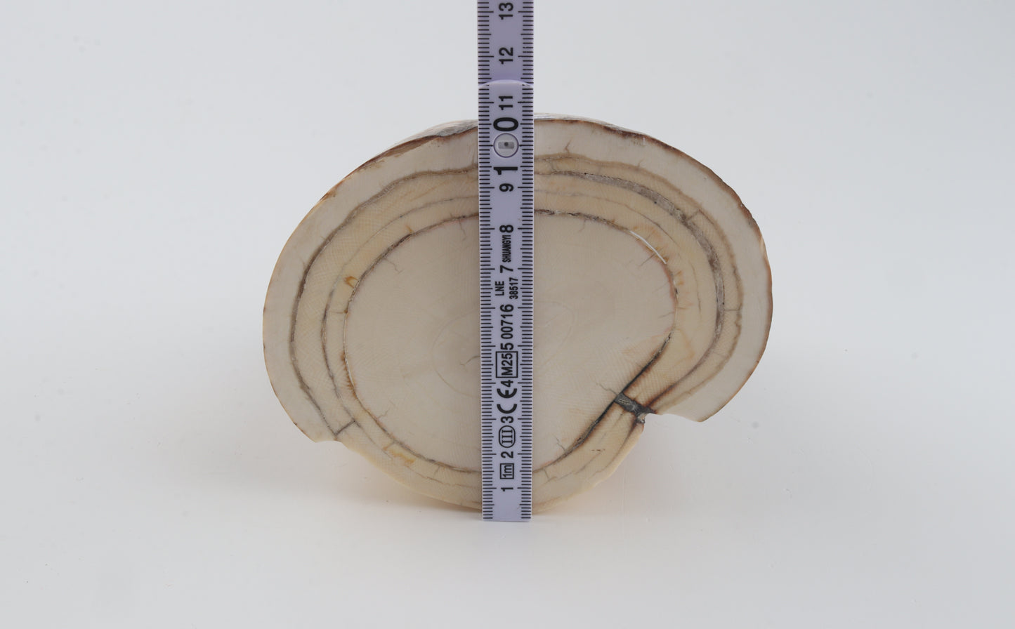 Round natural mammoth tusk piece