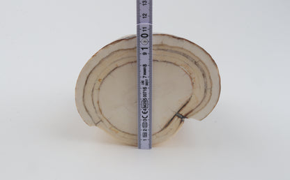 Round natural mammoth tusk piece