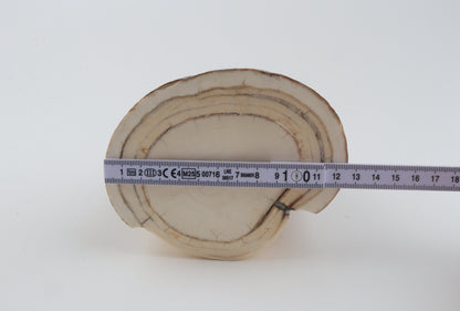 Round natural mammoth tusk piece