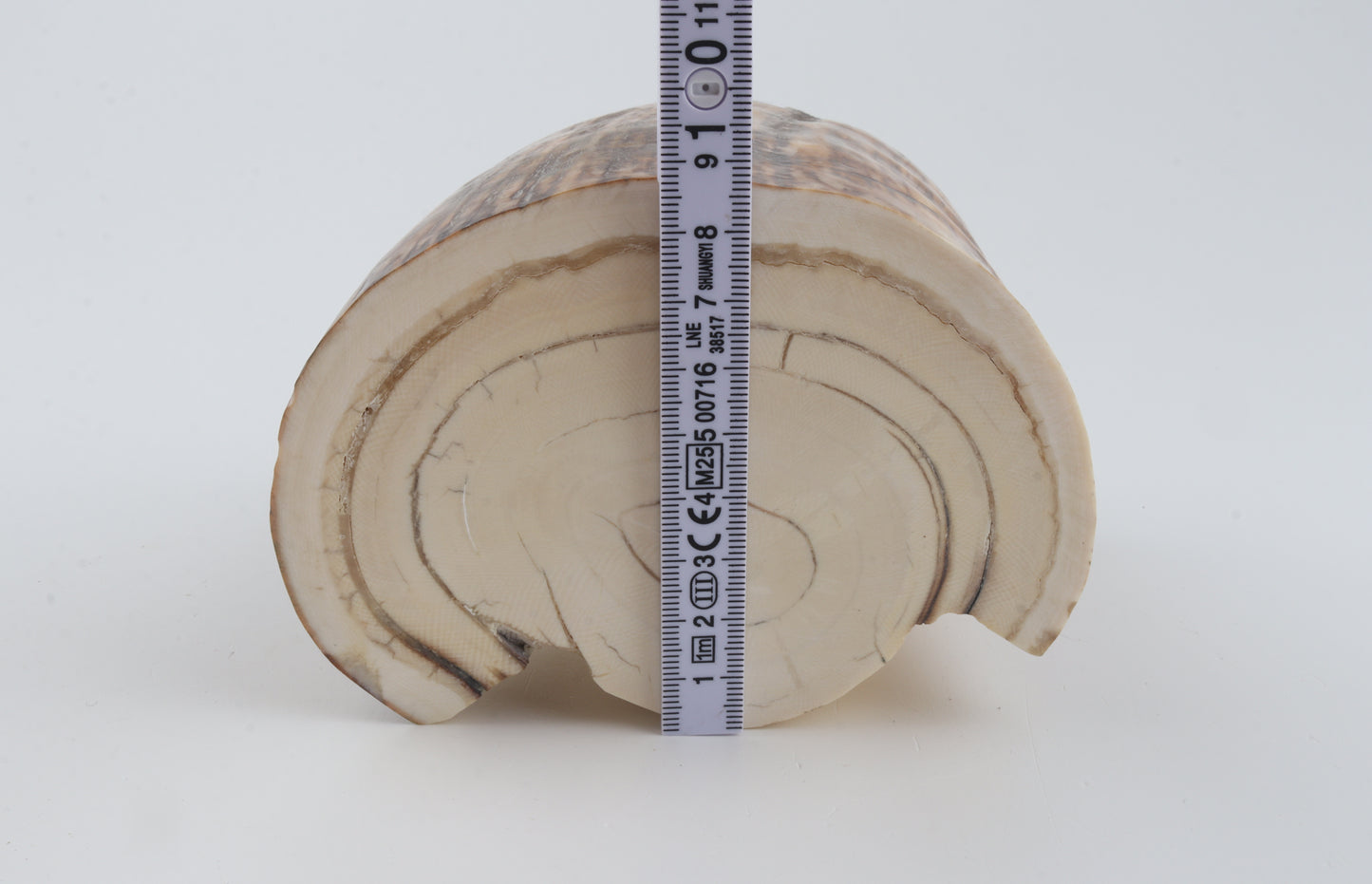 Round natural mammoth tusk piece