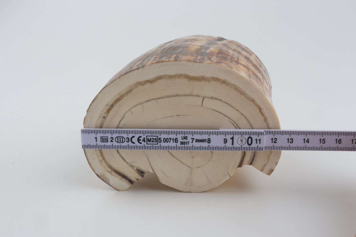 Round natural mammoth tusk piece