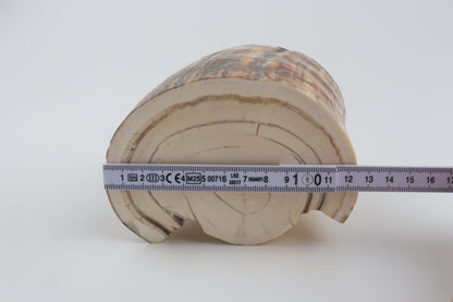 Round natural mammoth tusk piece