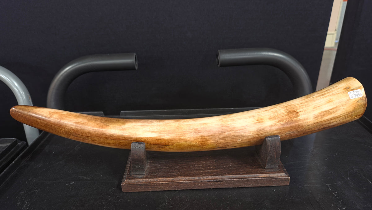 Restored woolly mammoth tusk