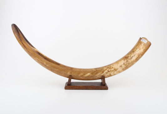 Restored woolly mammoth tusk
