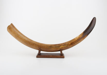 Restored woolly mammoth tusk
