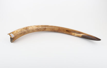 Restored woolly mammoth tusk