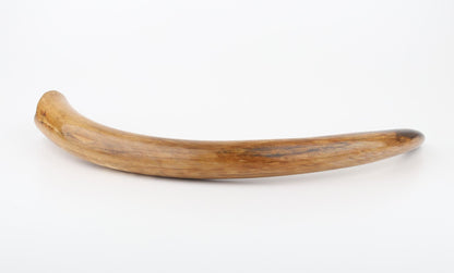Restored woolly mammoth tusk