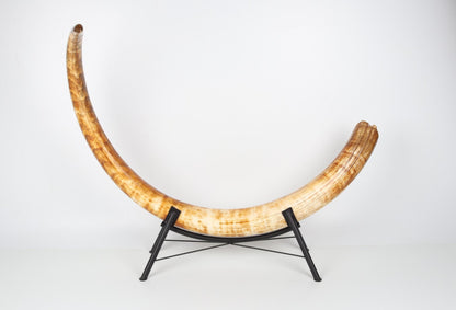 Natural woolly mammoth tusk