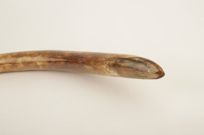 Natural woolly mammoth tusk