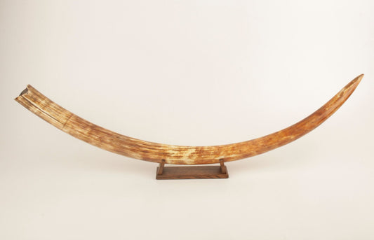 Natural woolly mammoth tusk