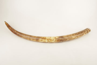 Natural woolly mammoth tusk