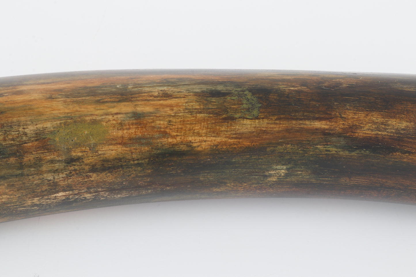 Restored woolly mammoth tusk
