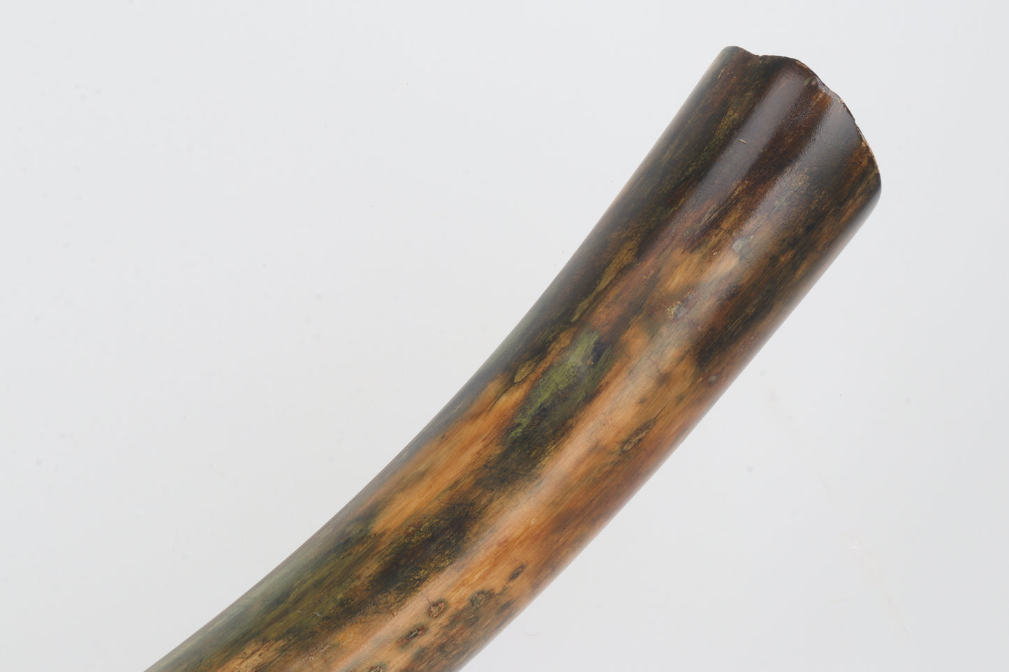 Restored woolly mammoth tusk