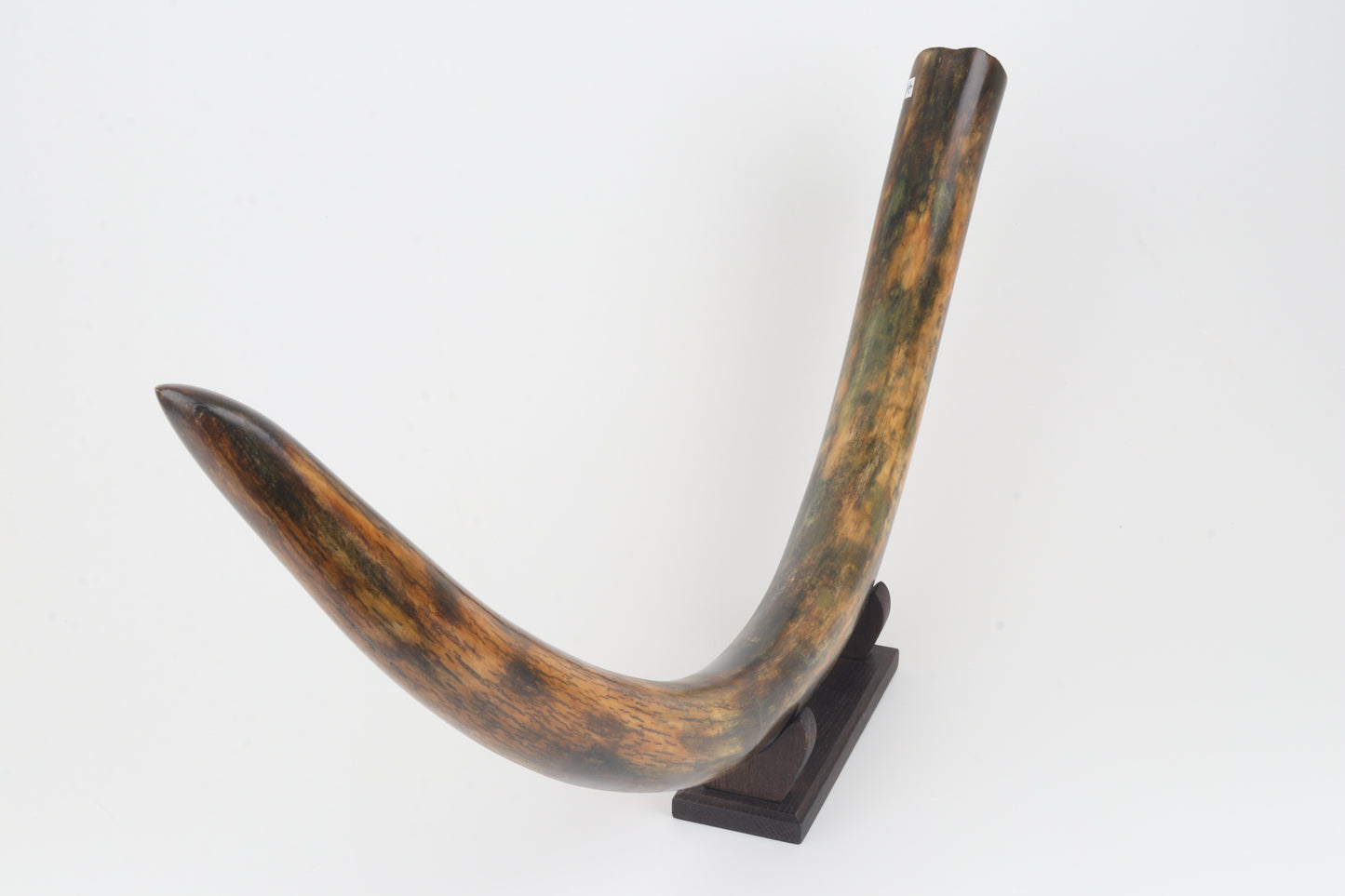 Restored woolly mammoth tusk
