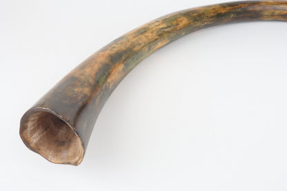 Restored woolly mammoth tusk