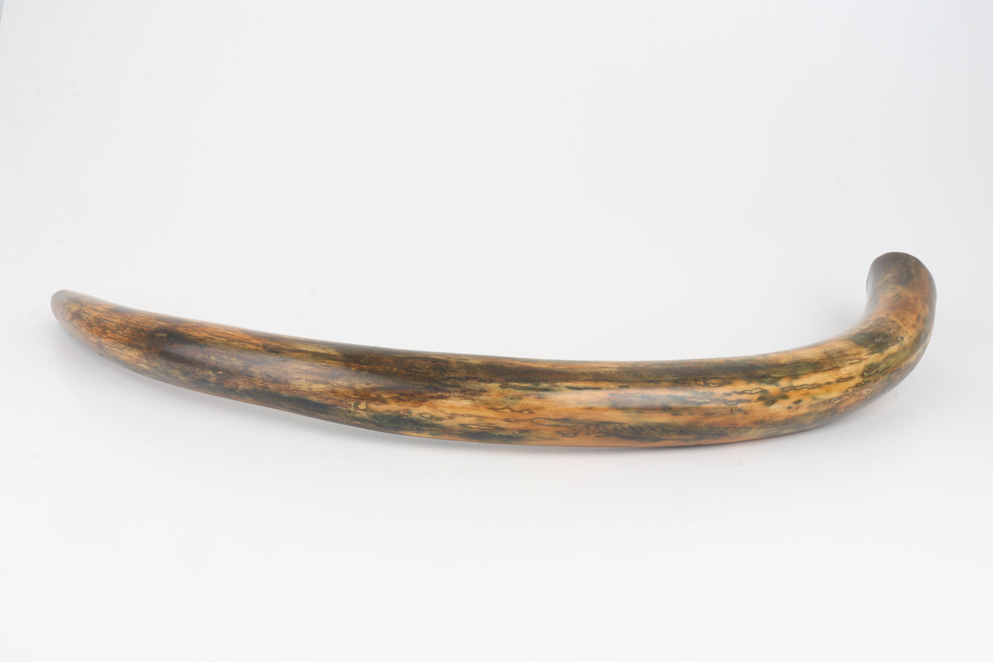 Restored woolly mammoth tusk