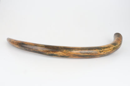Restored woolly mammoth tusk