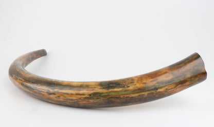 Restored woolly mammoth tusk