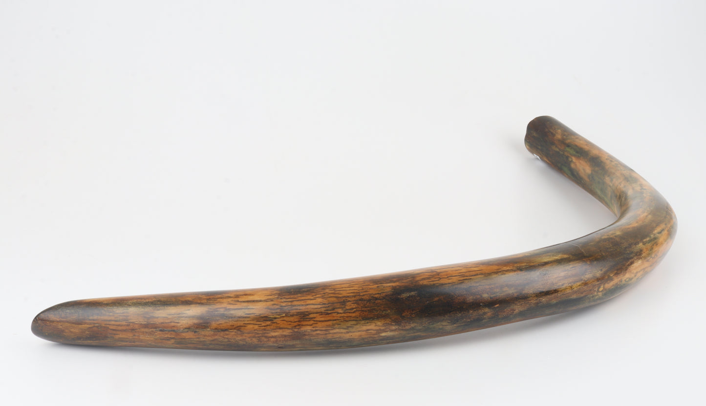 Restored woolly mammoth tusk