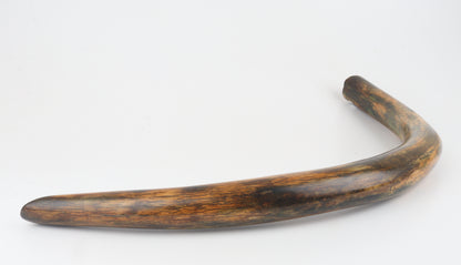 Restored woolly mammoth tusk