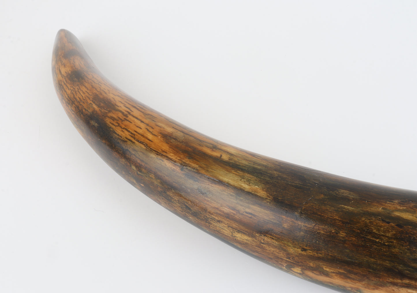 Restored woolly mammoth tusk