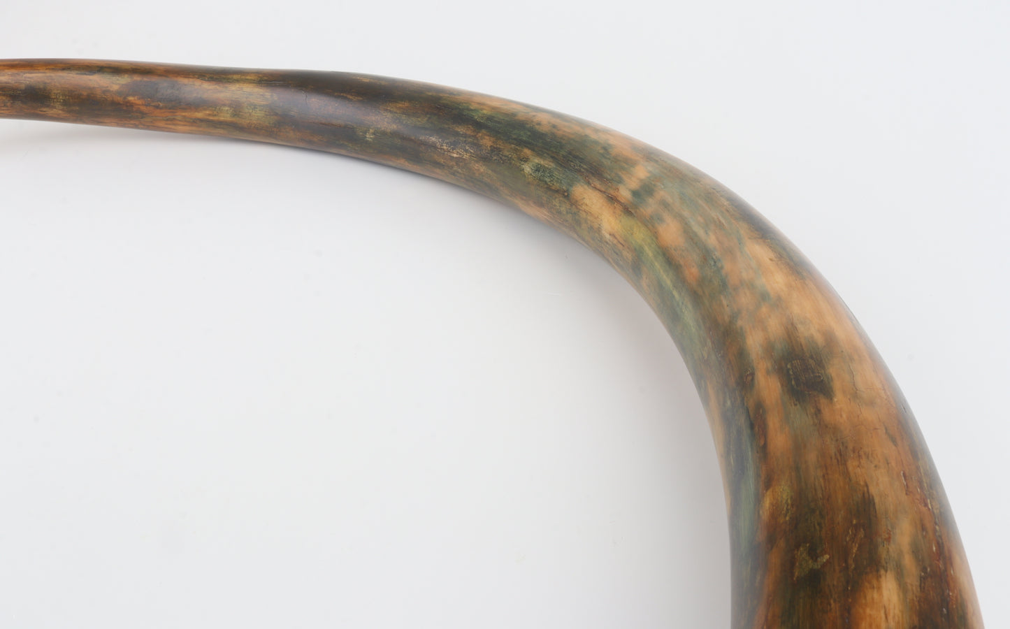 Restored woolly mammoth tusk