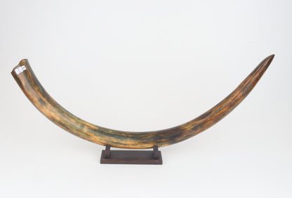 Restored woolly mammoth tusk