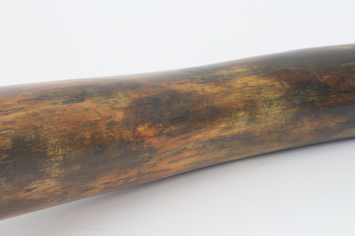Restored woolly mammoth tusk