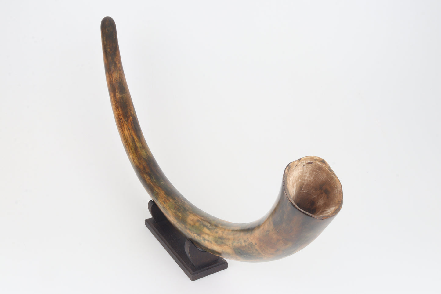 Restored woolly mammoth tusk
