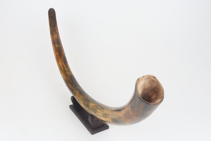 Restored woolly mammoth tusk