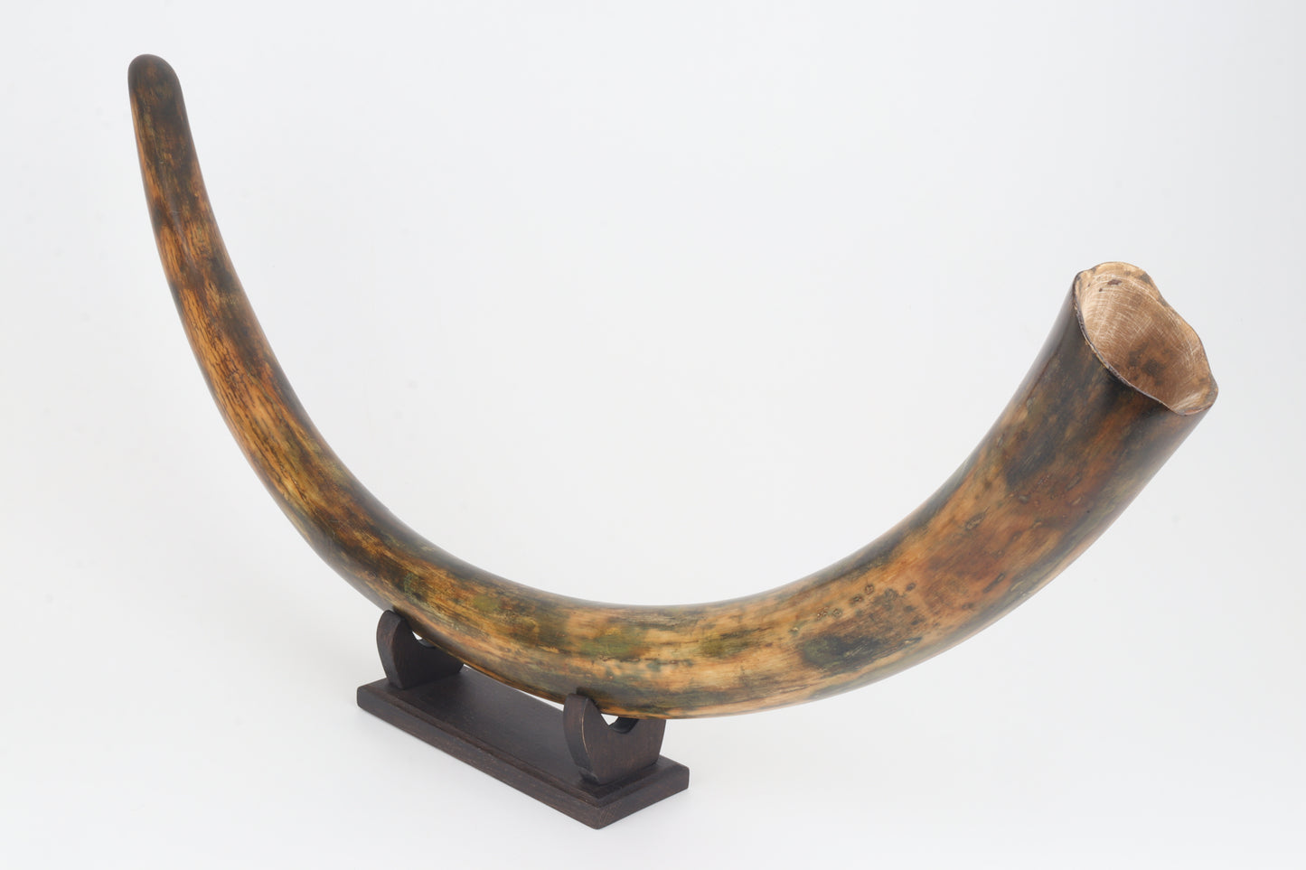 Restored woolly mammoth tusk