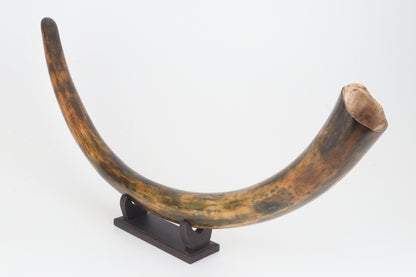 Restored woolly mammoth tusk