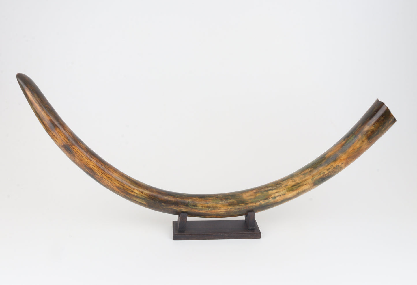 Restored woolly mammoth tusk