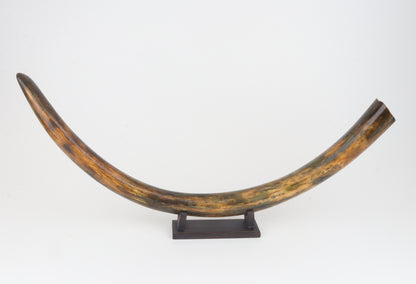 Restored woolly mammoth tusk