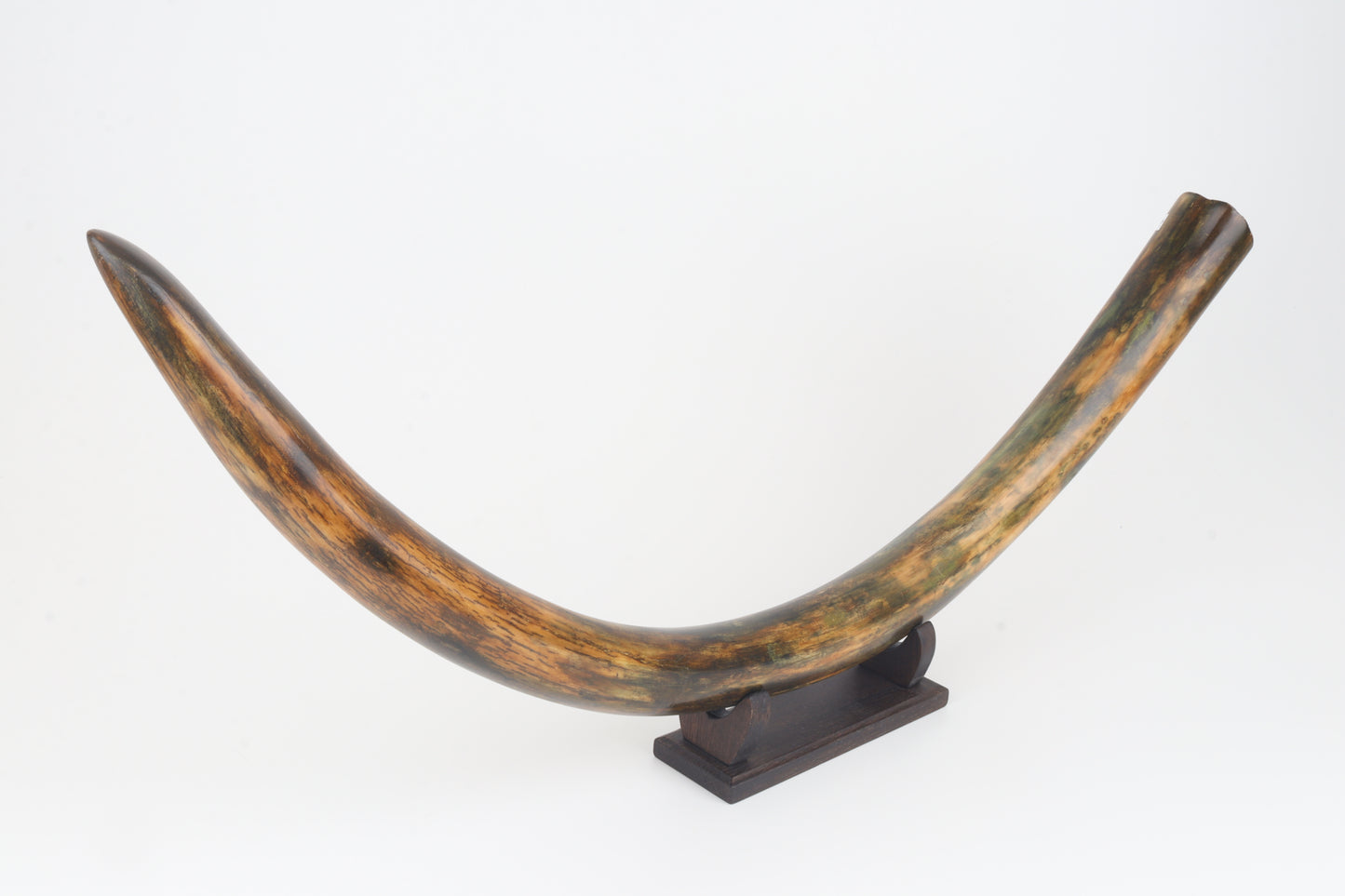 Restored woolly mammoth tusk