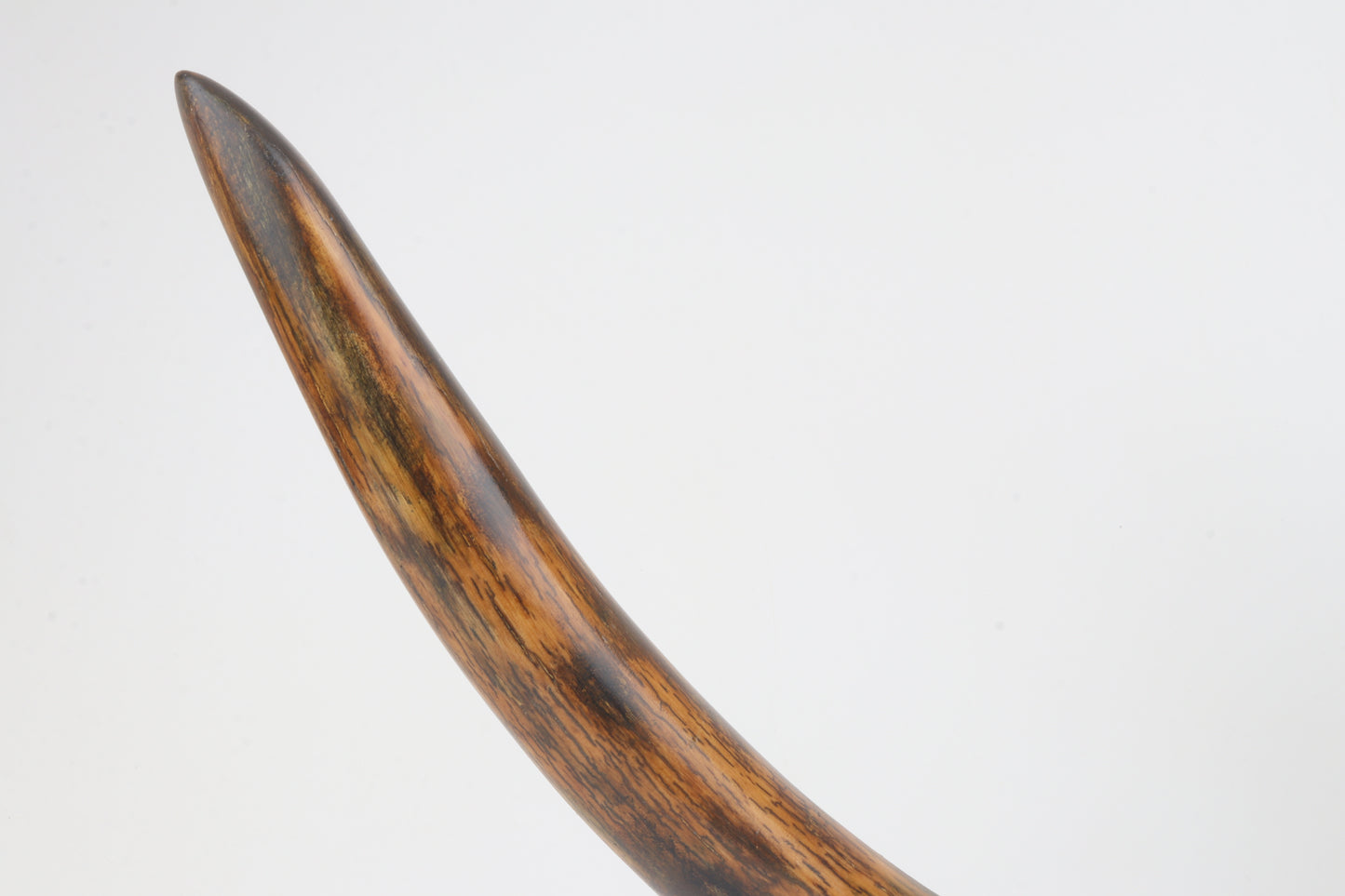 Restored woolly mammoth tusk