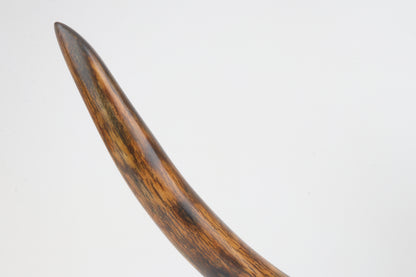 Restored woolly mammoth tusk