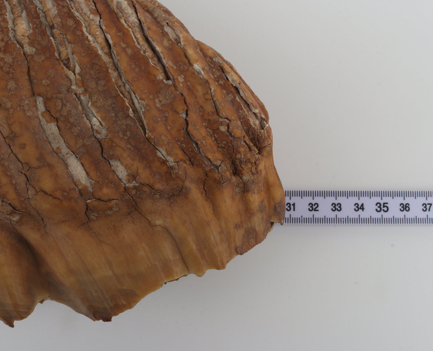 Natural woolly mammoth tooth