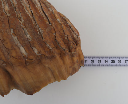 Natural woolly mammoth tooth