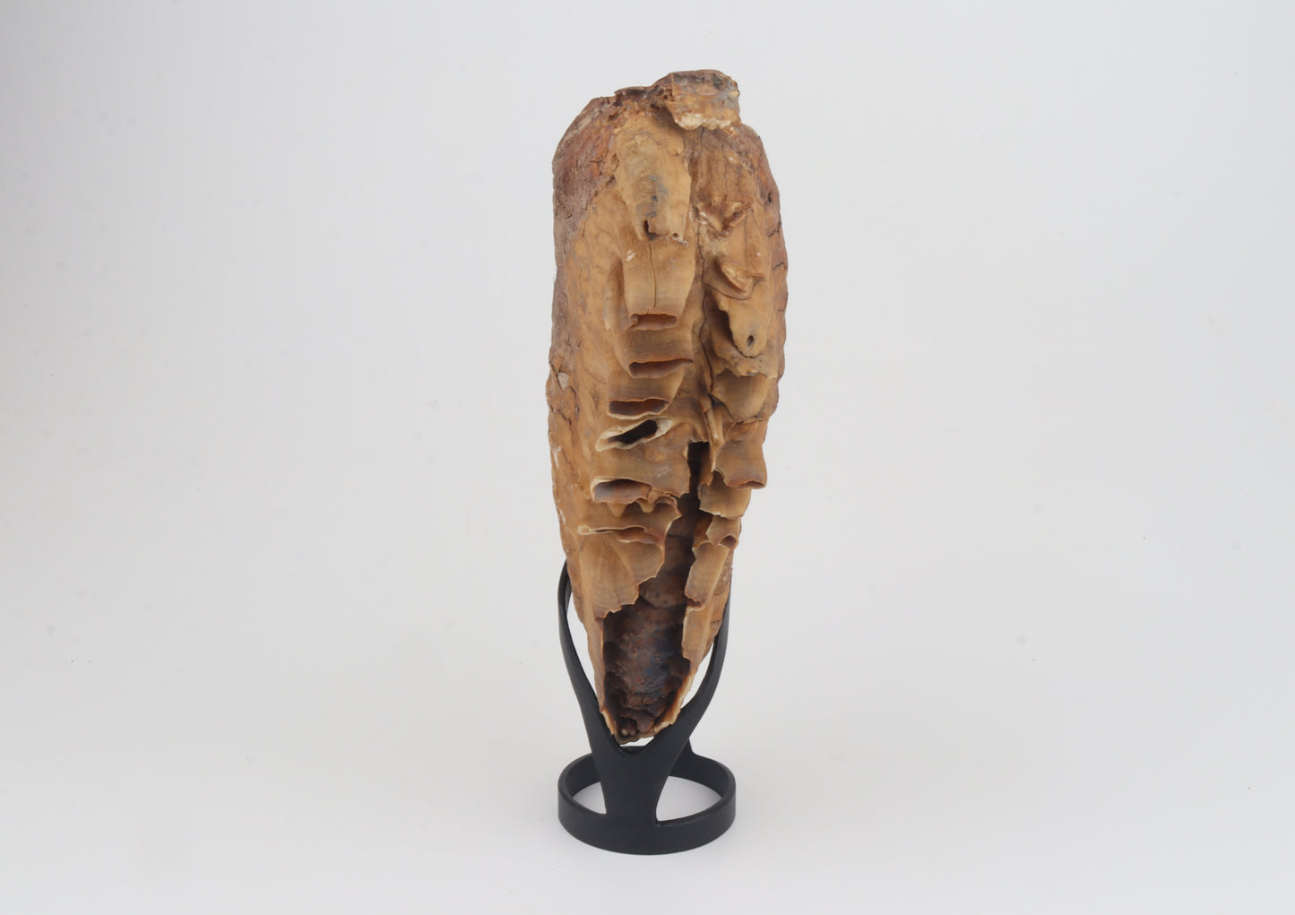 Natural woolly mammoth tooth